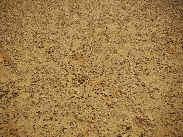 DSC07424.JPG