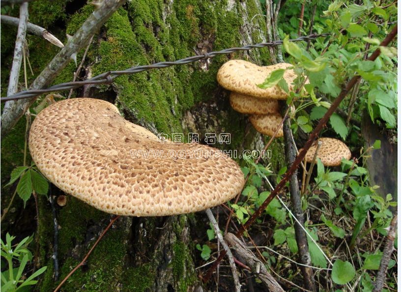 dsc01259tree-fungus[2].jpg