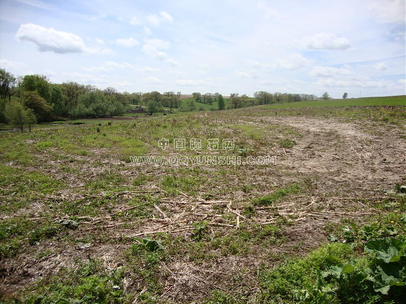 dsc01300field-kite[1].jpg