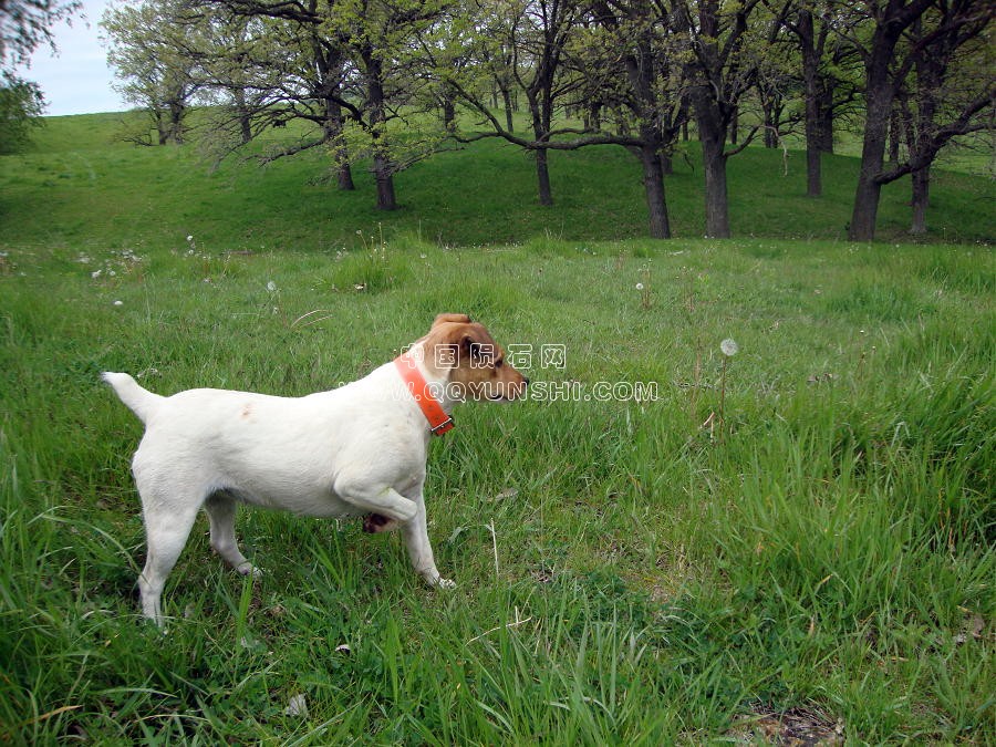 dsc01343dog[1].jpg