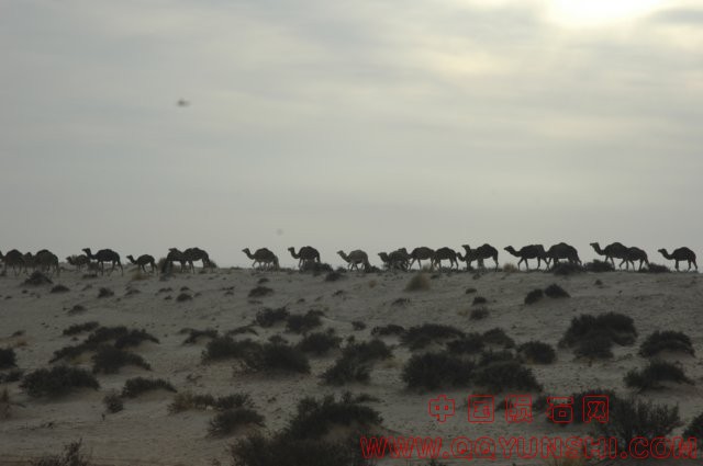 96骆驼商队.jpg