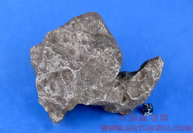 陨石-乌龟campo-2540g-i.jpg