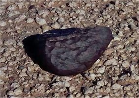 acfer327_meteoriteshow.jpg