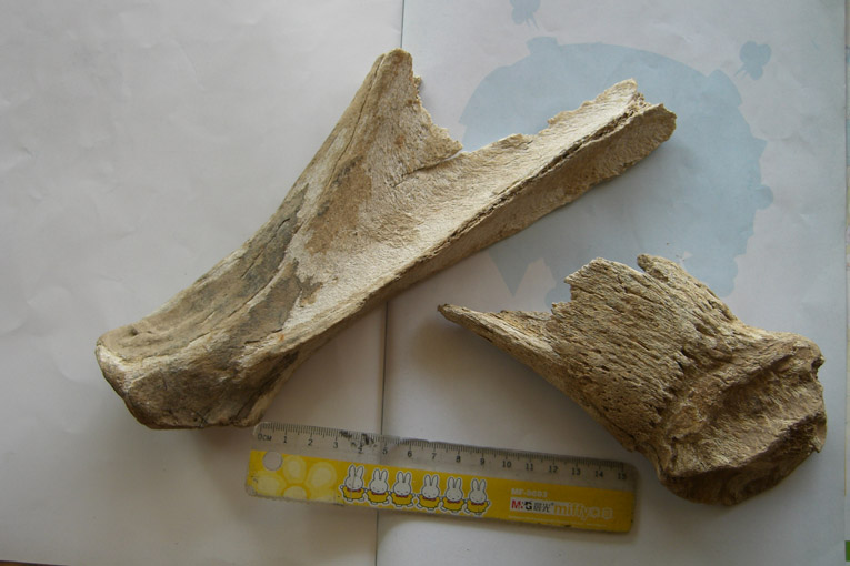 CIMG8135.jpg