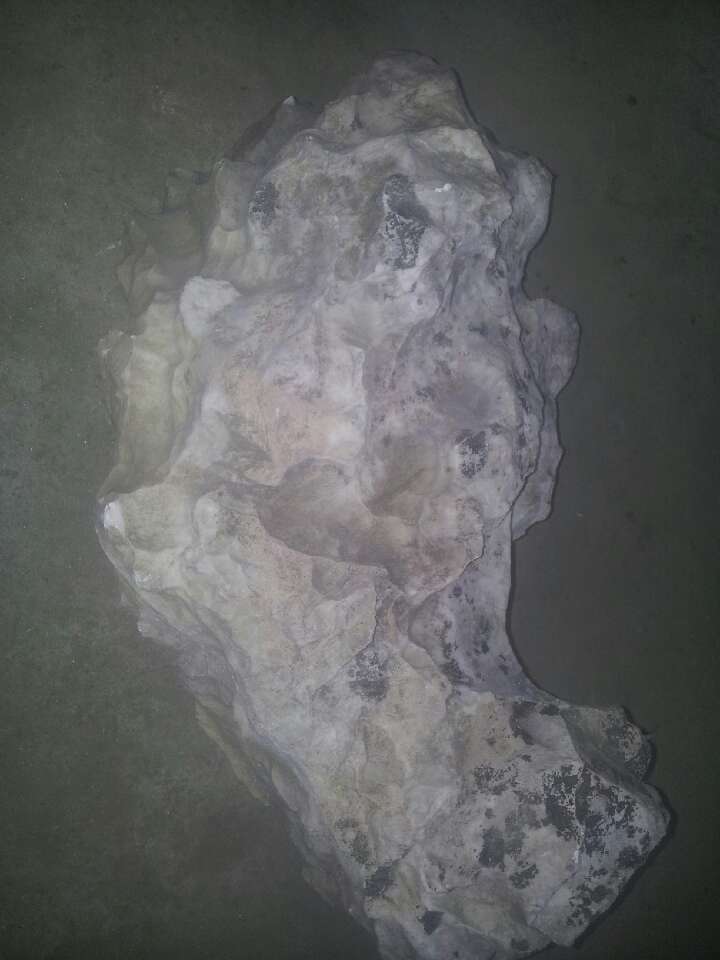 小丑鱼