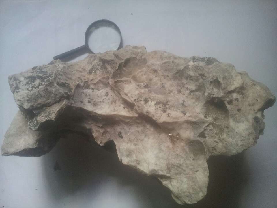 小丑鱼