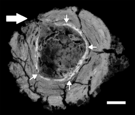 maps12120-fig-0006[1].png