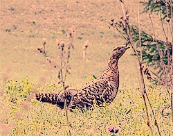 black grouse_ lyrurus tetrix.jpg