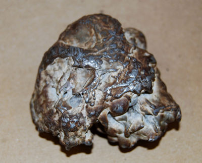 concretion_ed1.jpg