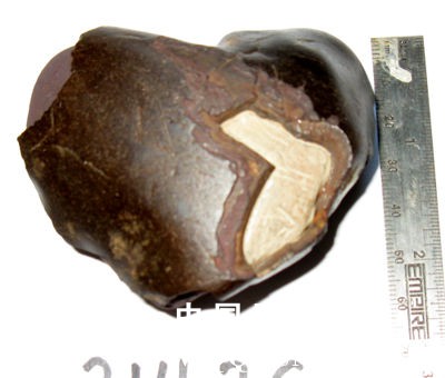 concretion_dogsgrey2.jpg