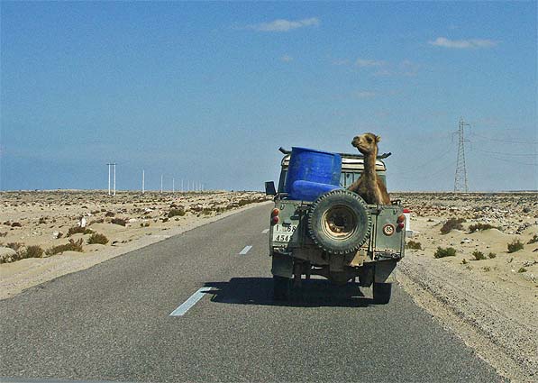 Sahara_camel_A_597.jpg