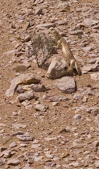 desert agame thorn.jpg