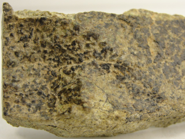 ALG-0006_-_11.284195607_large.jpg