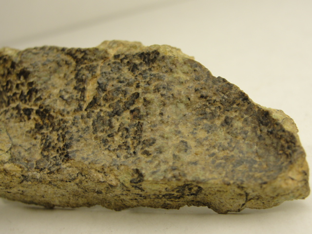 ALG-0006_-_12.284195622_large.jpg