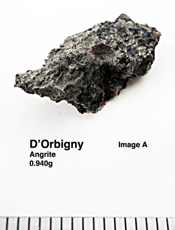 D'Orbigny0.940gA.jpg