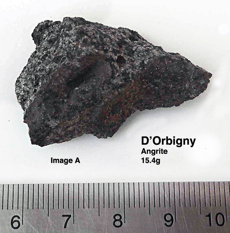 D'Orbigny15.4gA.jpg