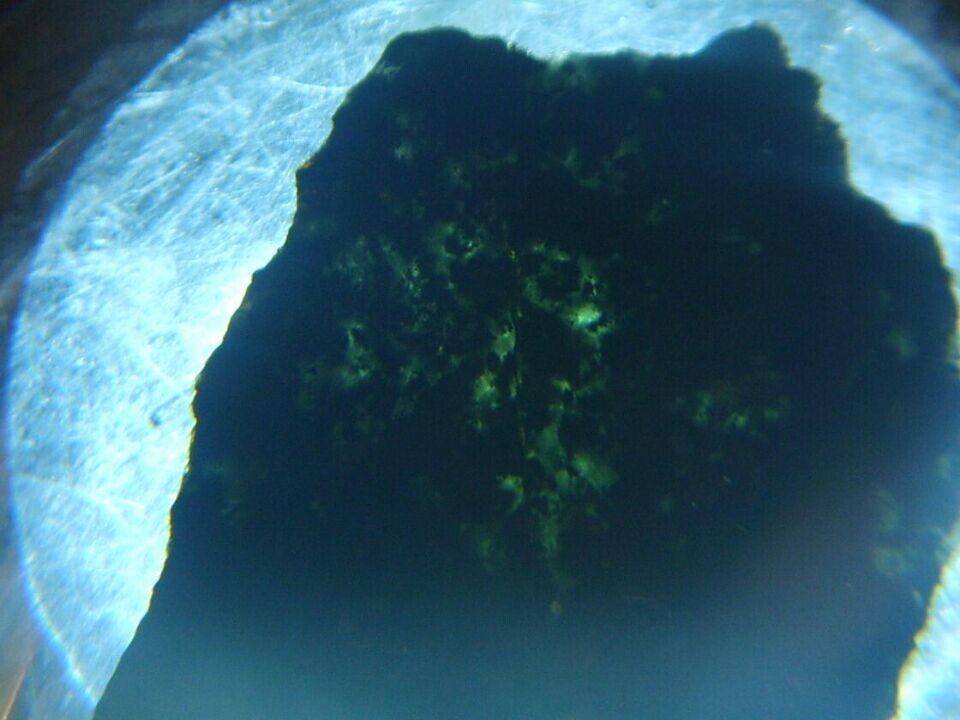 1.5毫米的切片手电照射