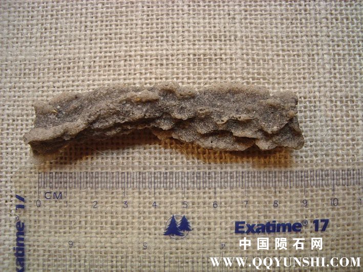 fulg01-length.jpg