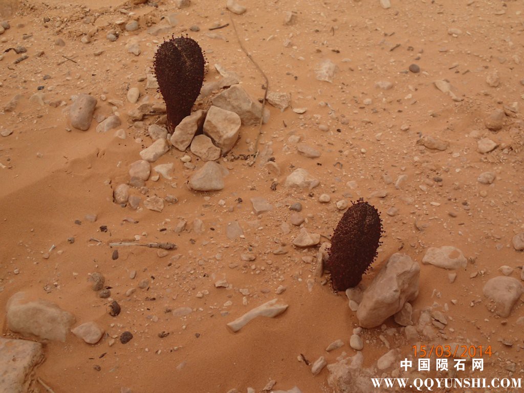 p3150145.jpg