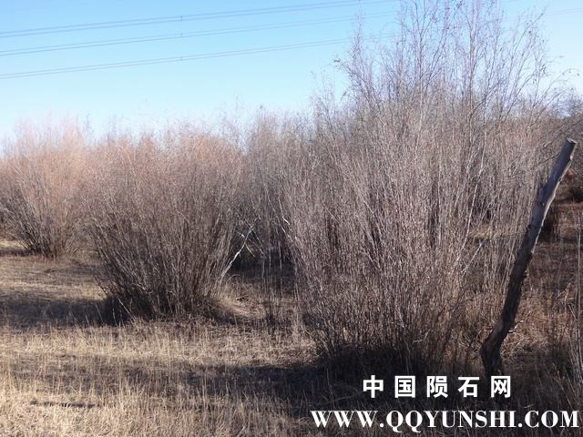 沙漠榆密布３.JPG