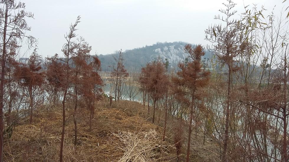 堤坝上长满了芦苇和野草