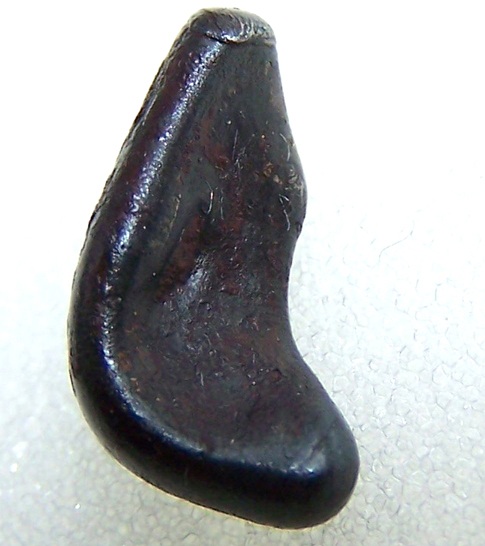 NWA 859.jpg