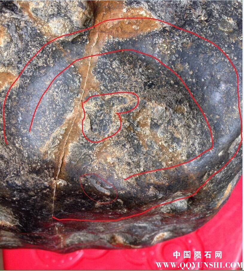 凹面有凹唇做了记号.jpg