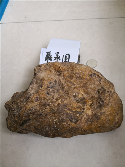 背面特征