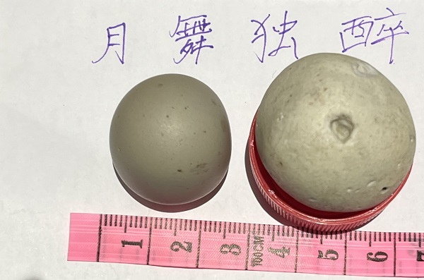 研磨球与样品对比